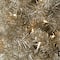7ft. Pre-Lit Champagne Tinsel Artificial Christmas Tree, Warm White LED Lights by Ashland®